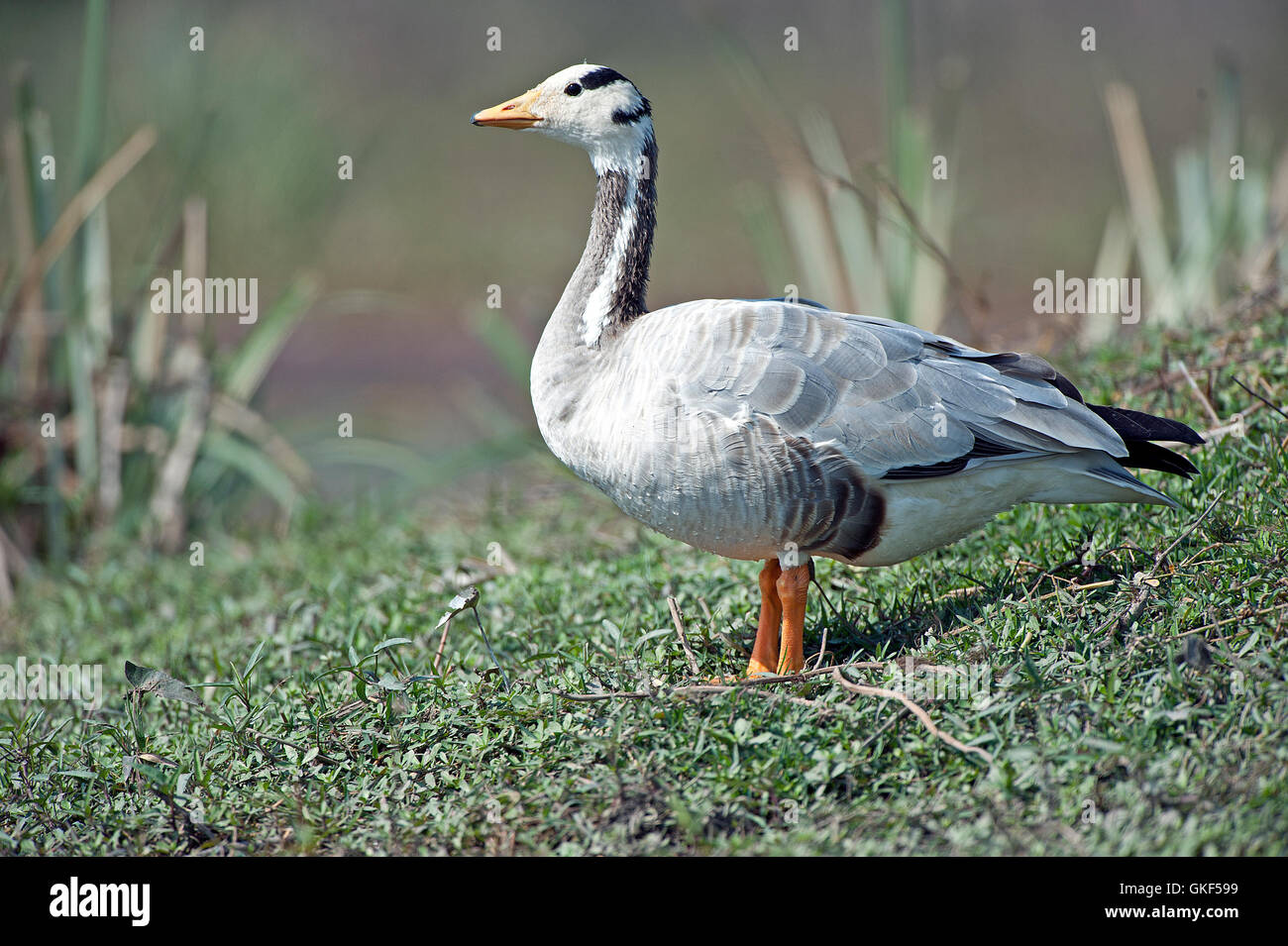 The image of Bar headed geese ( Anser indicus) Keoladev national park, Bharatpur, India Stock Photo