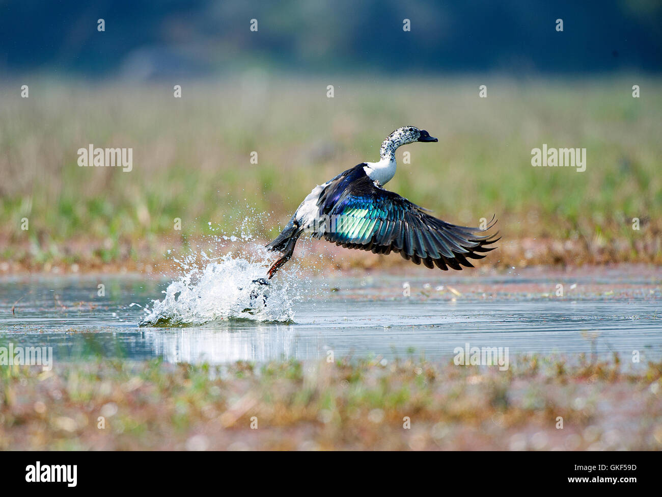 The image of Comb duck ( Sarkidiornis melanotos) take off, Keoladev national park, Bharartpur, India Stock Photo