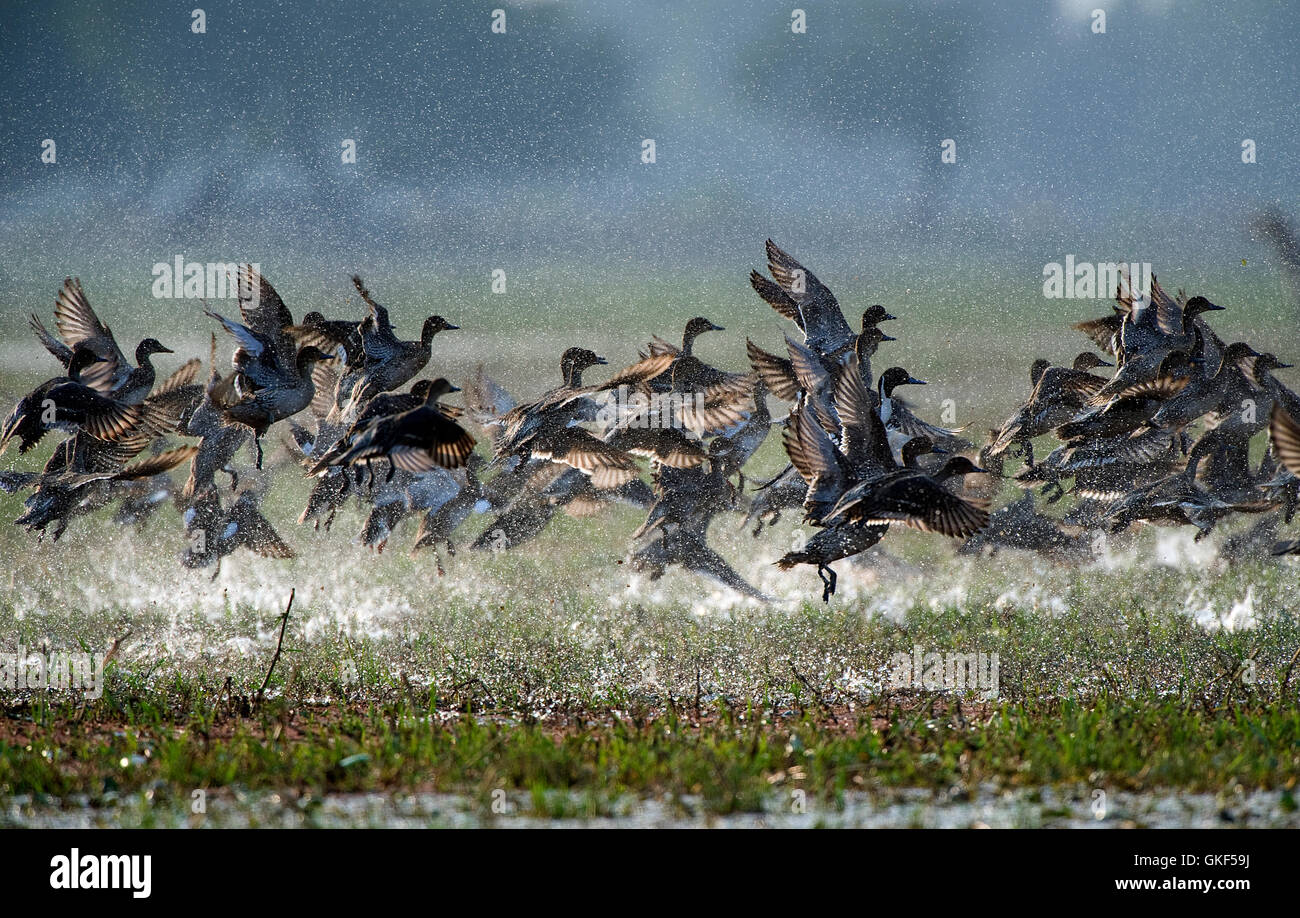The image of Flock of Northern Pintails ( Anas acuta) in Keoladev national park, Bharatpur, India Stock Photo