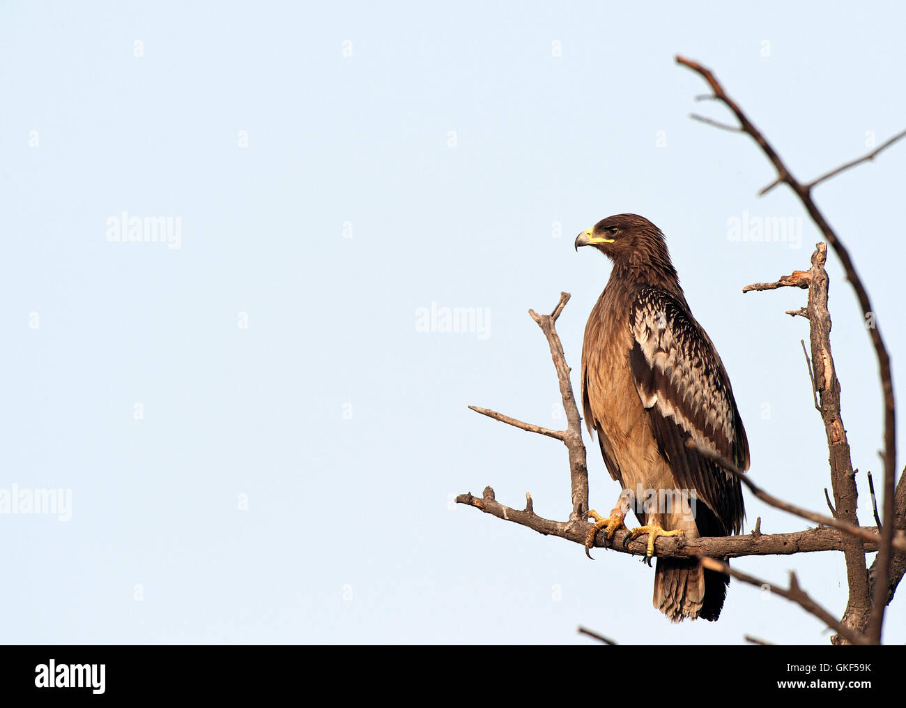 Greater Spotted Eagle ( Clanga clanga) in Keoladev national park, Bharatpur, India Stock Photo