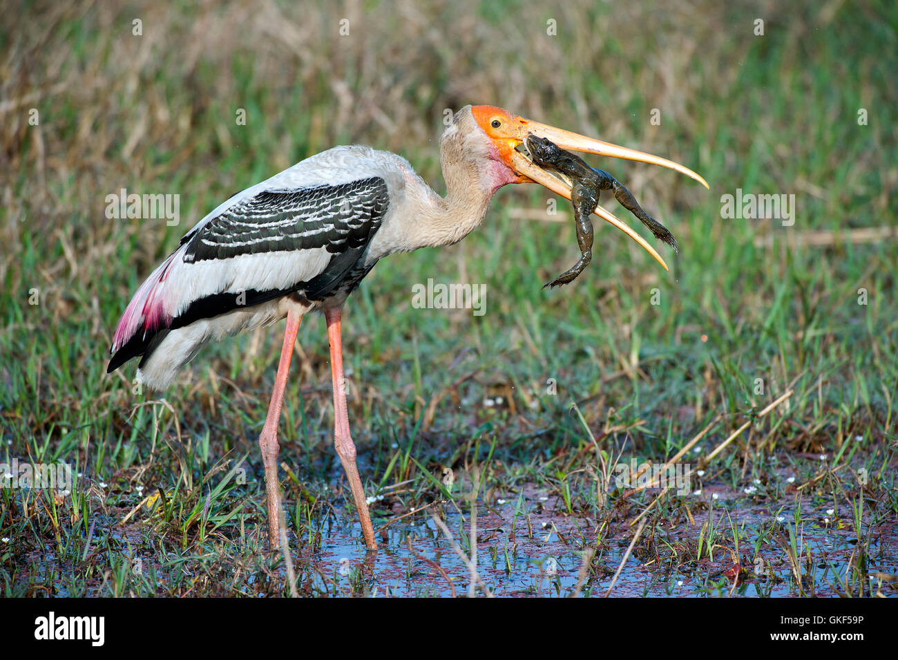 The image of Painted stork ( Mycteria leucocephala) with frog kill in Keoladev national park, Bharatpur, India Stock Photo