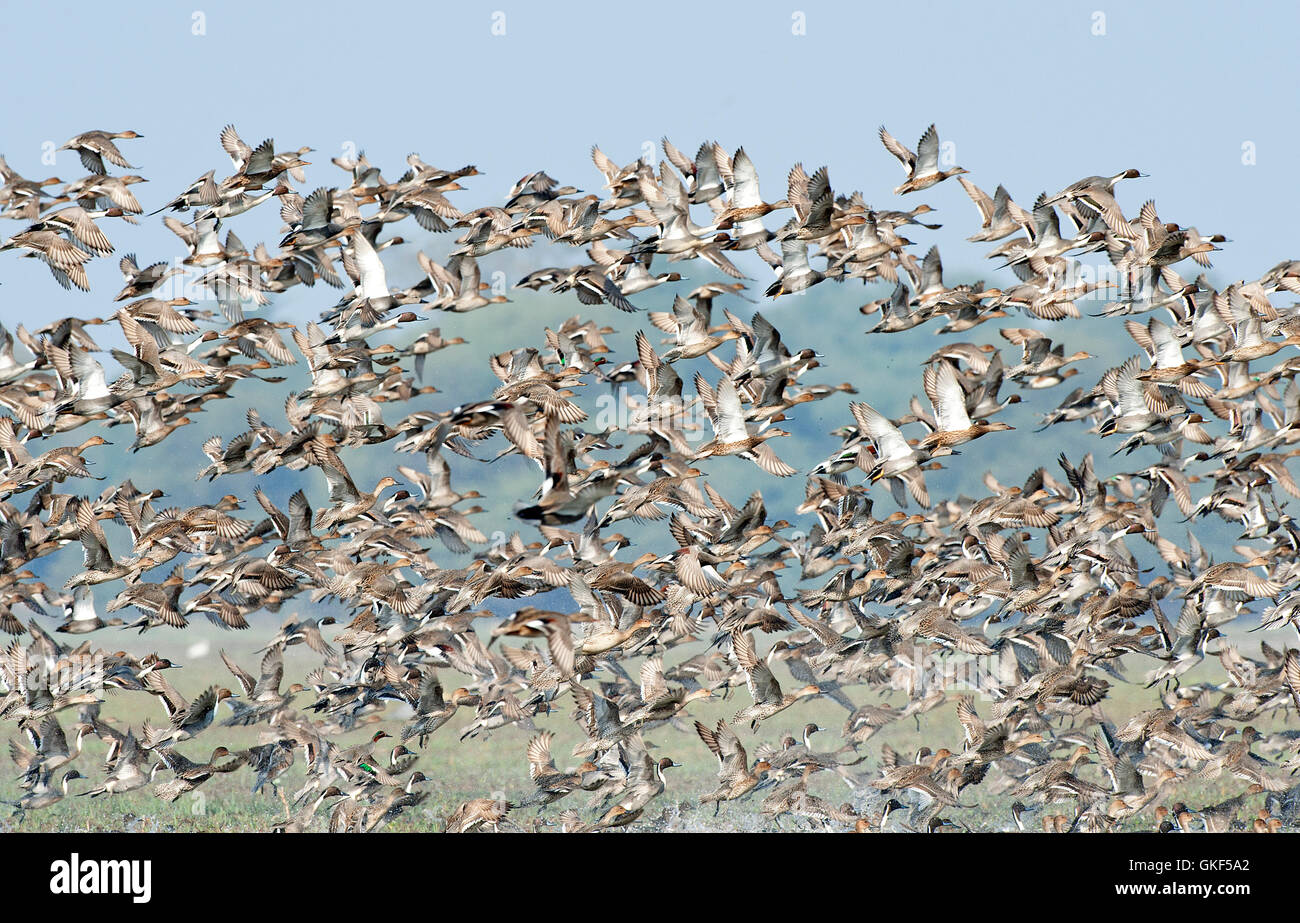 The image of Flock of Northern Pintails ( Anas acuta) in Keoladev national park, Bharatpur, India Stock Photo