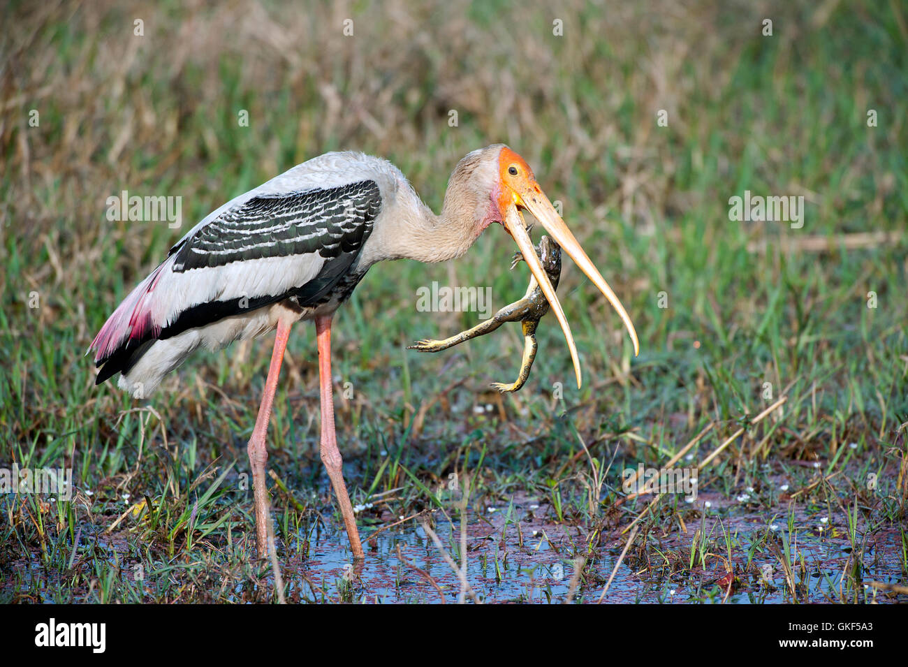 The image of Painted stork ( Mycteria leucocephala) with frog kill in Keoladev national park, Bharatpur, India Stock Photo