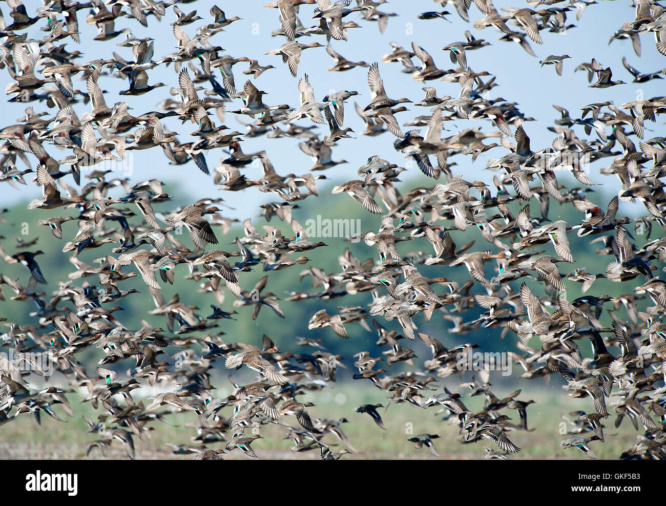 The image of Flock of mix wild ducks in Keoladev national park, Bharatpur, India Stock Photo