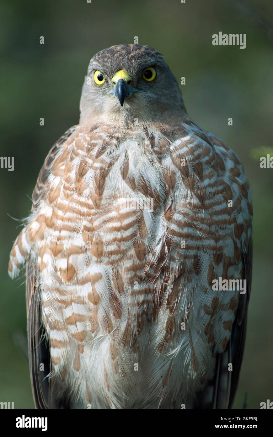 The image of Shikra ( Accipiter badius)  in Keoladev national park, Bharatpur, India Stock Photo