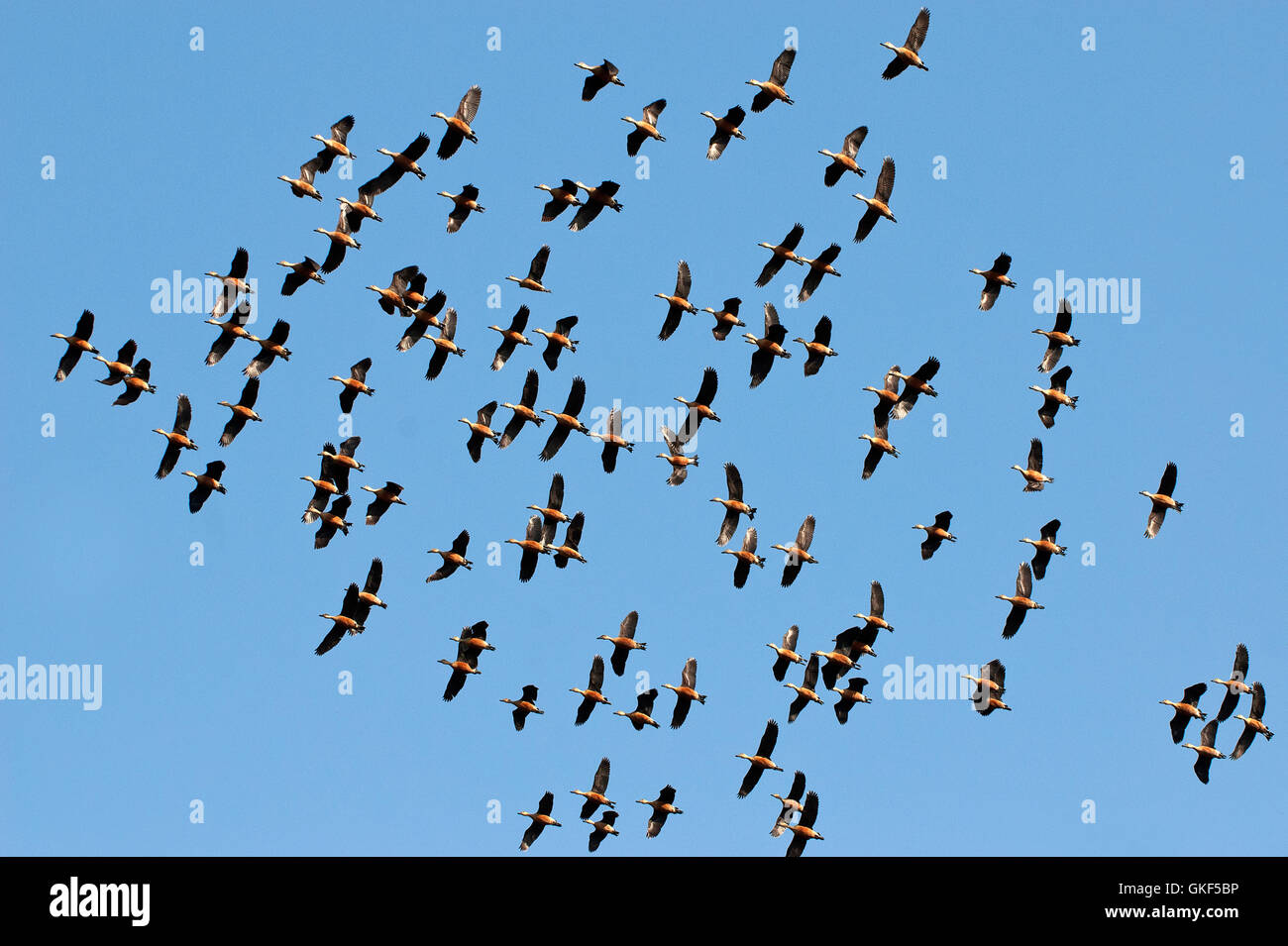 The image of Flock of Lesser whistling ducks( Dendrocygna javanica) in Keoladev national park, Bharatpur, India Stock Photo