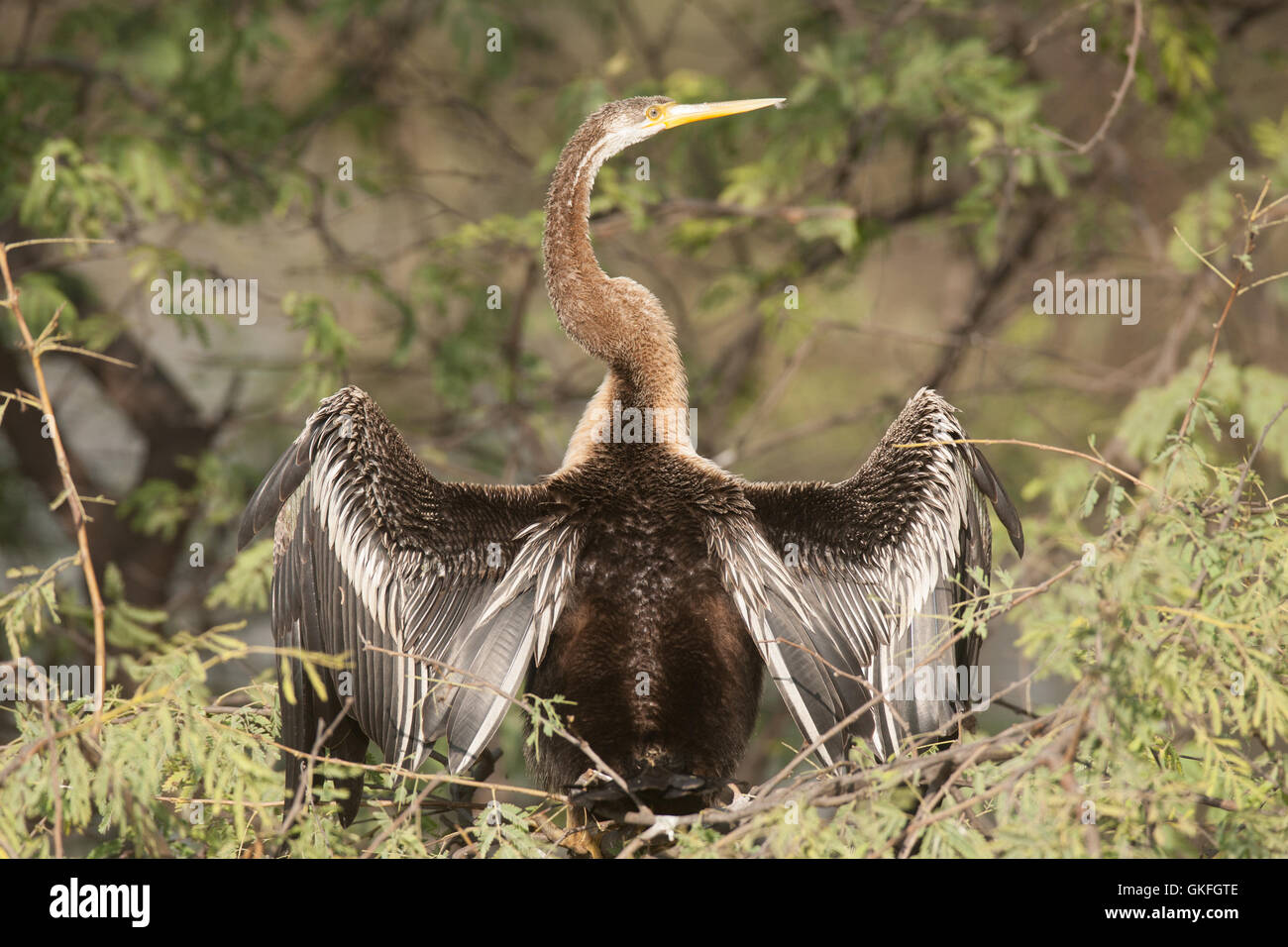 The Darter or the Snake Bird sunning itself at Keoladeo Bird Sanctuary