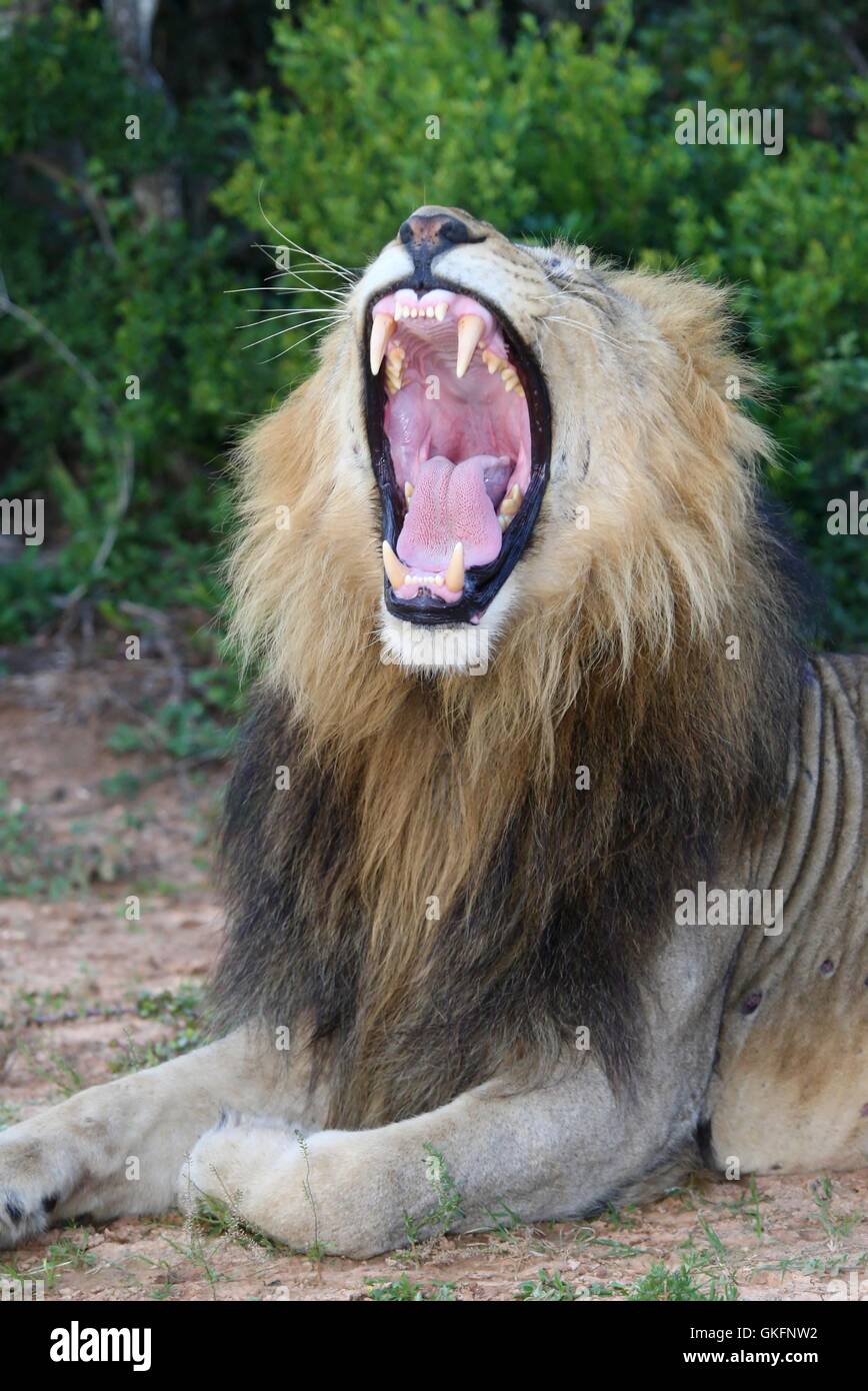 Lion with Mouth Open Showing Teeth Stock Photo