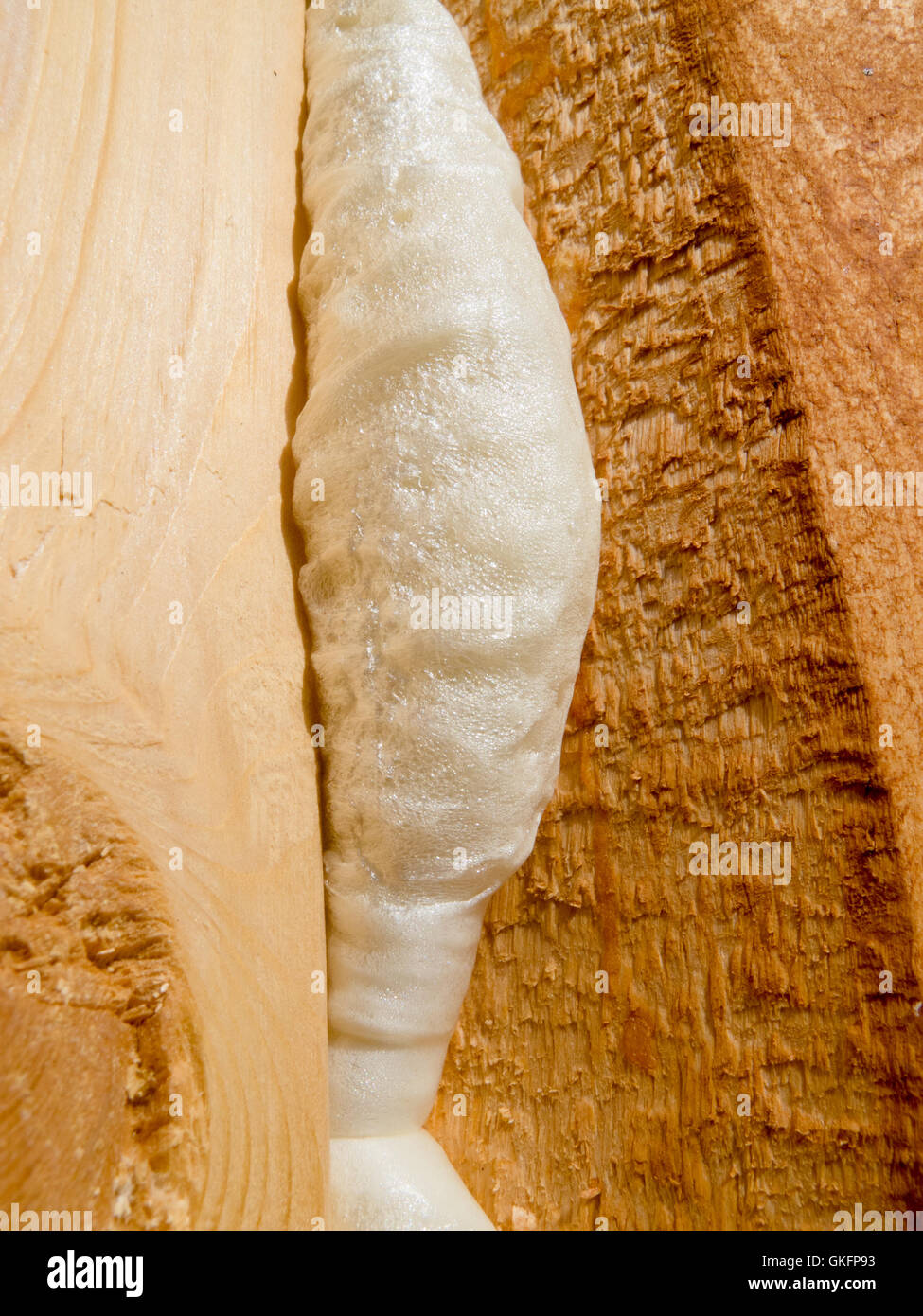 Close-up of Polyurethane Foam filling Gap Stock Photo