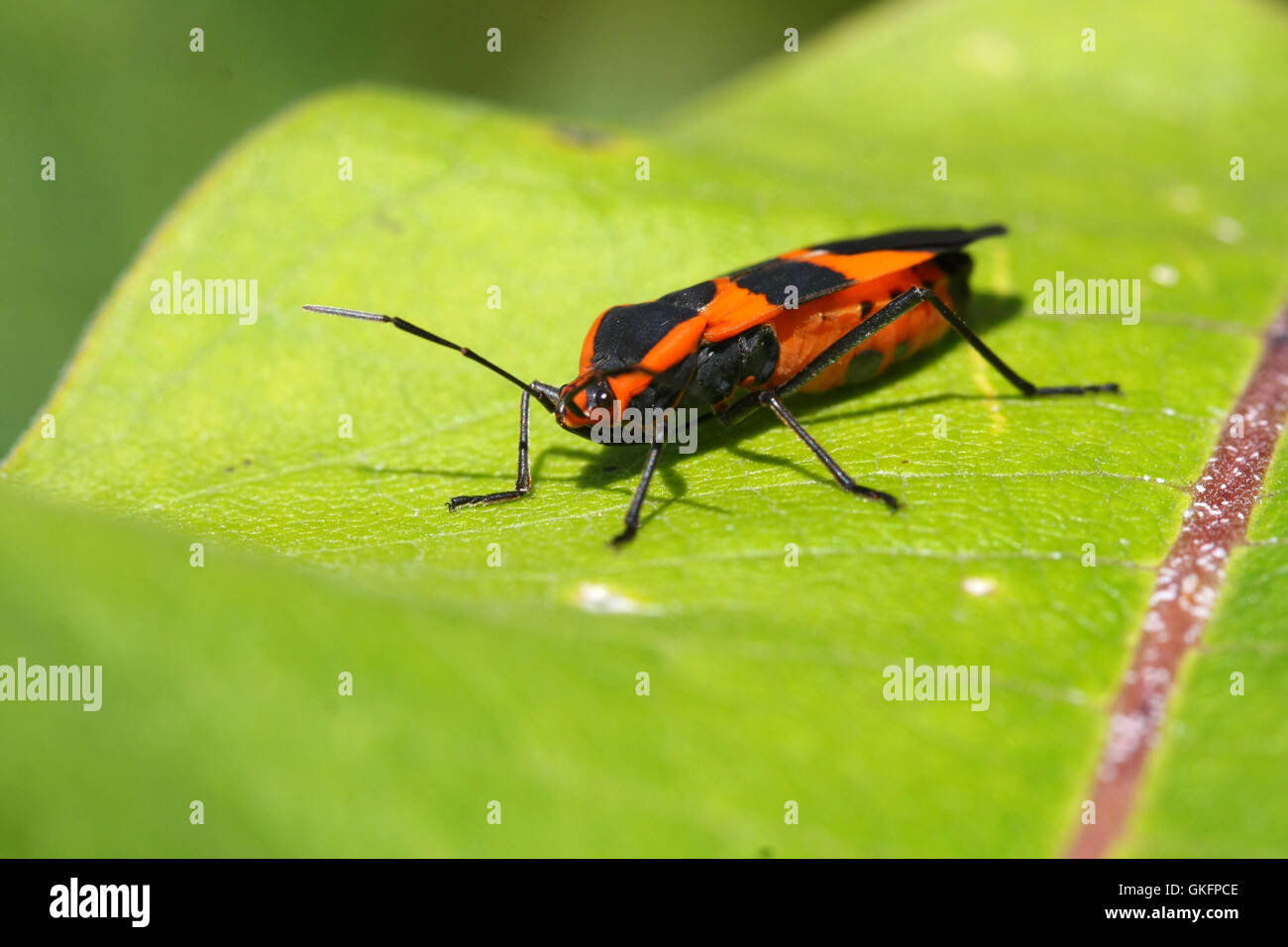 Large Milkweed Bug Stock Photo Alamy