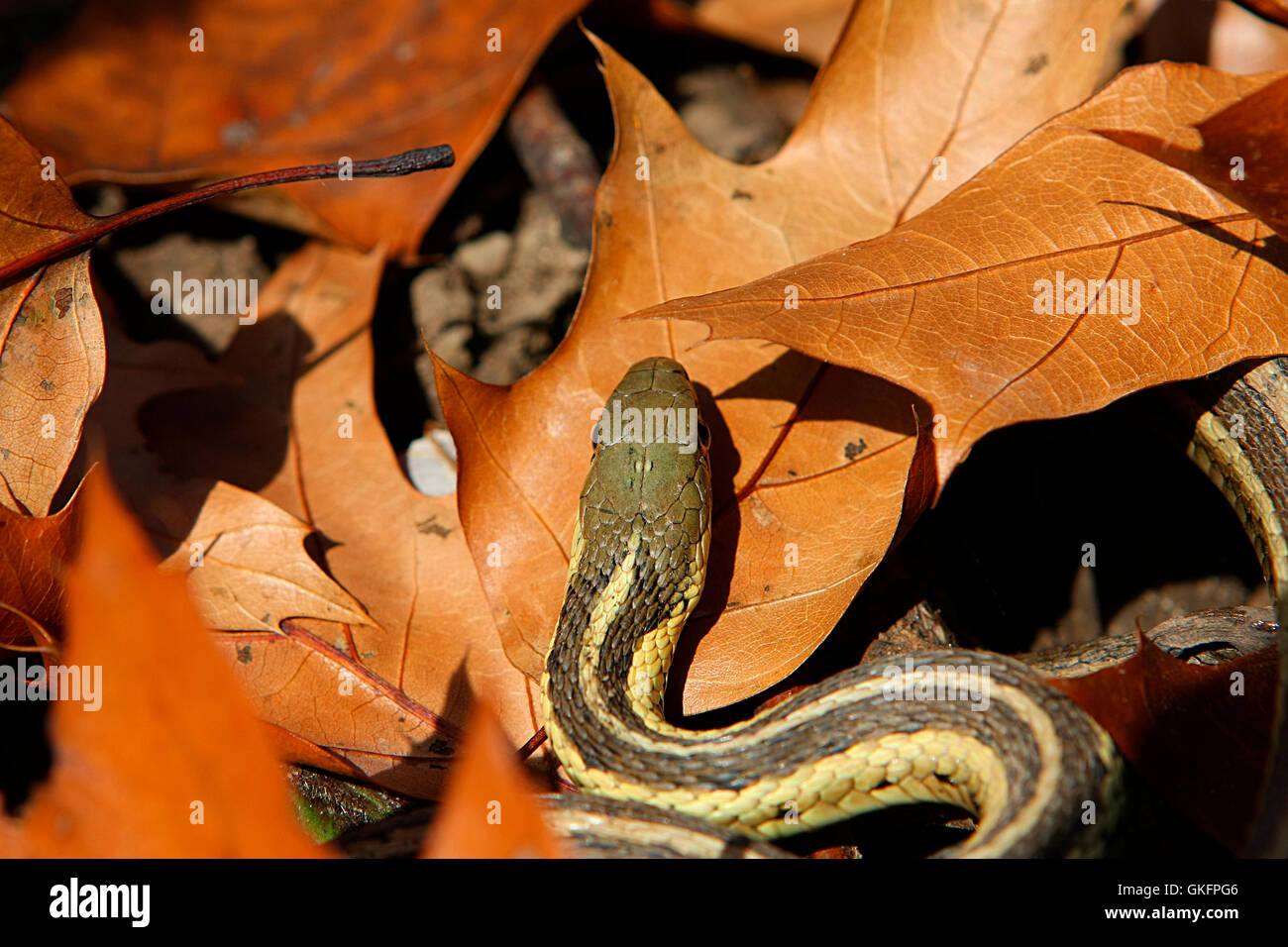 Fear of snake hires stock photography and images Alamy