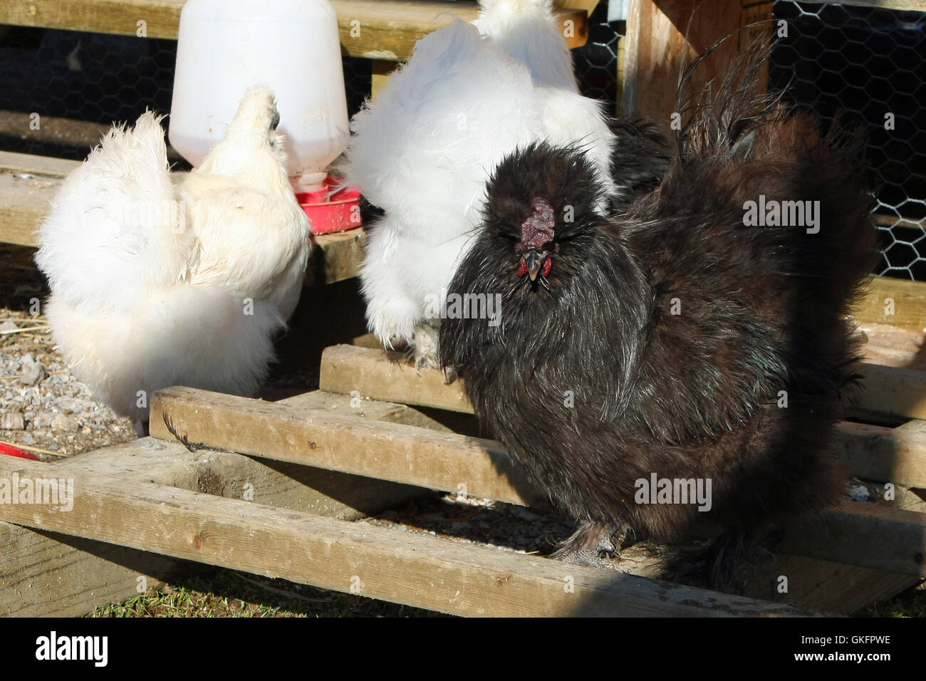 The Silkie Chicken Stock Photo - Alamy