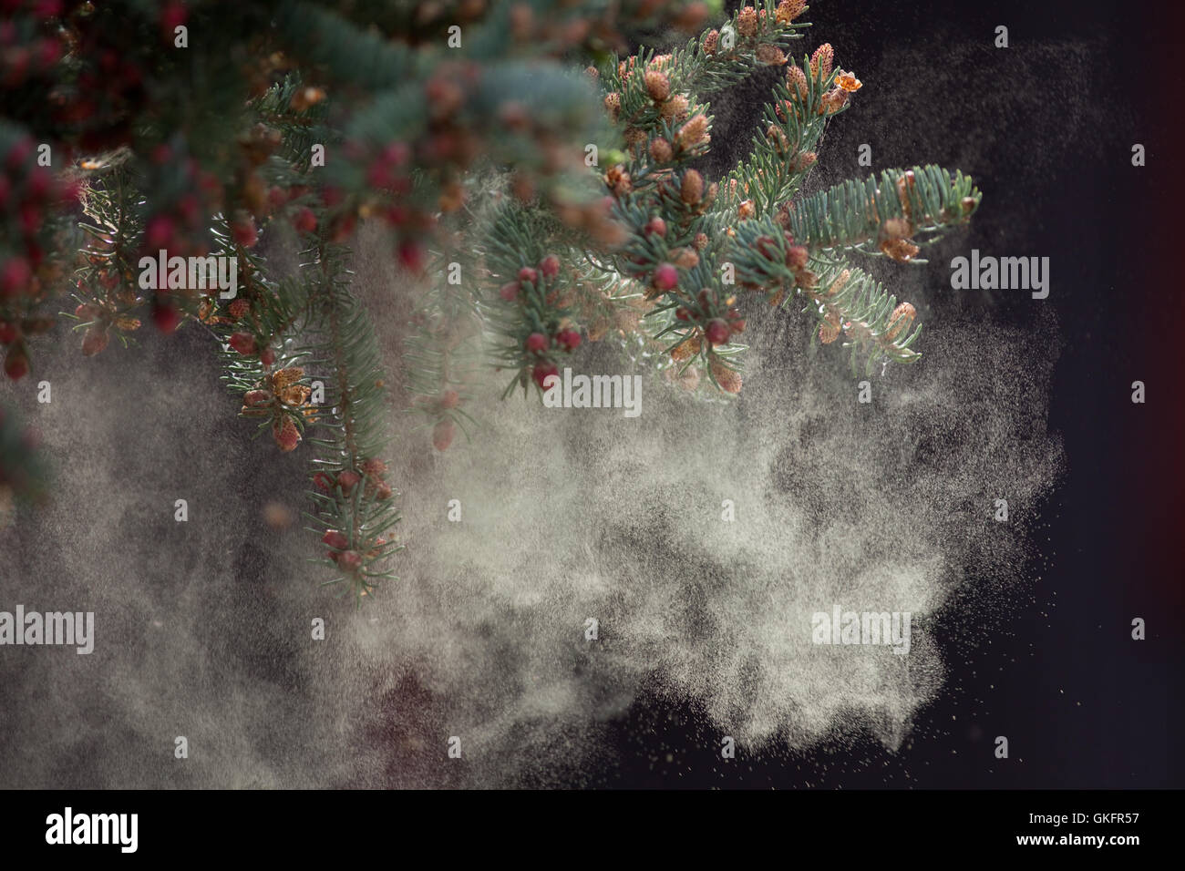 Black Spruce Tree releasing Pollen Stock Photo Alamy