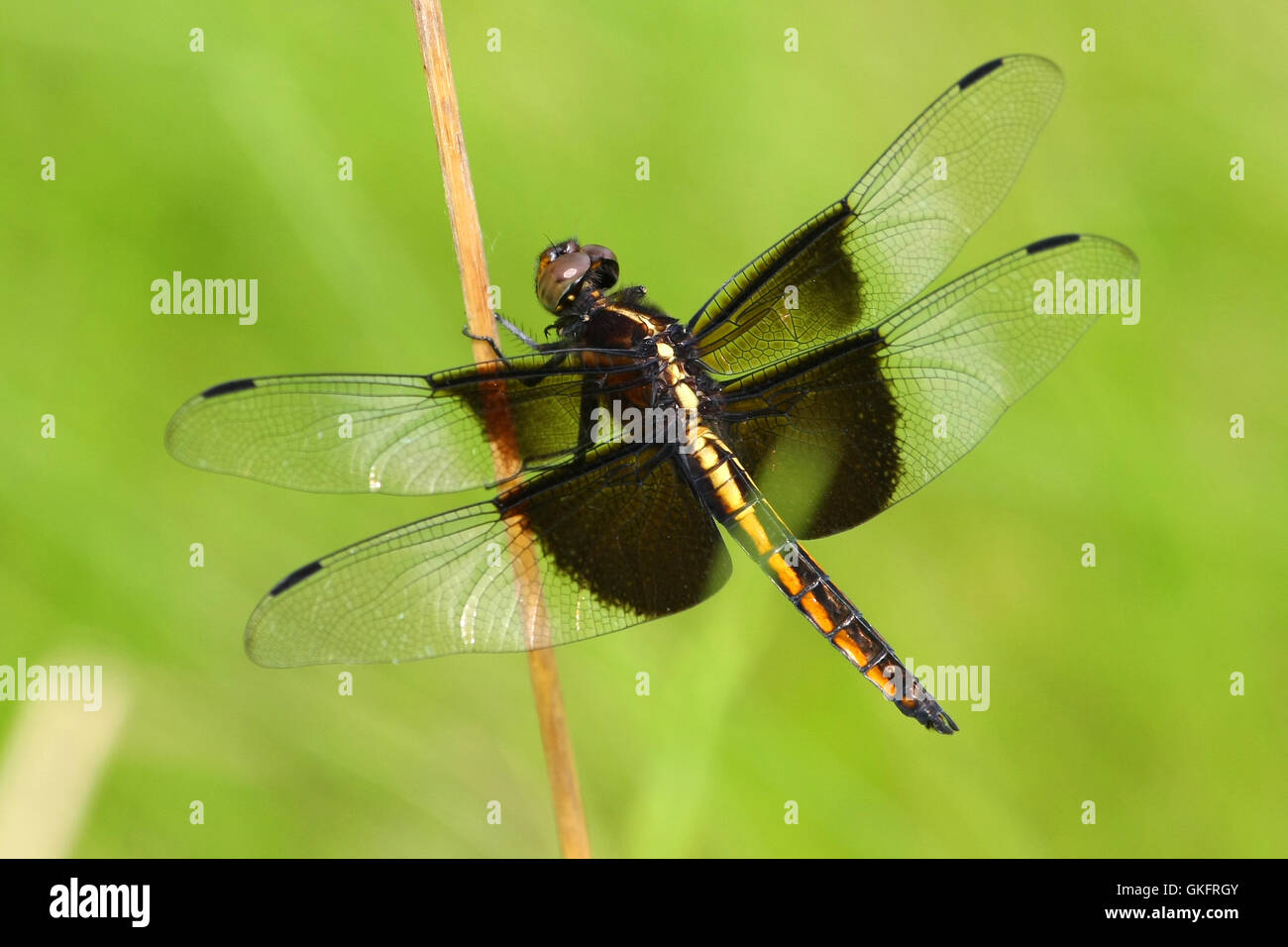 Widow Skimmer Dragonfly Stock Photo