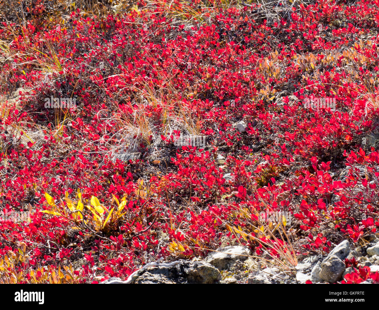 Red-golden alpine vegetation background Stock Photo