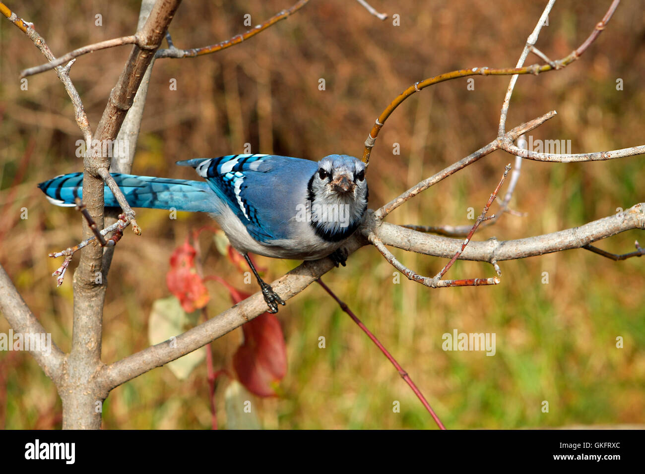 Bluejay Cyanocitta cristata Stock Photo