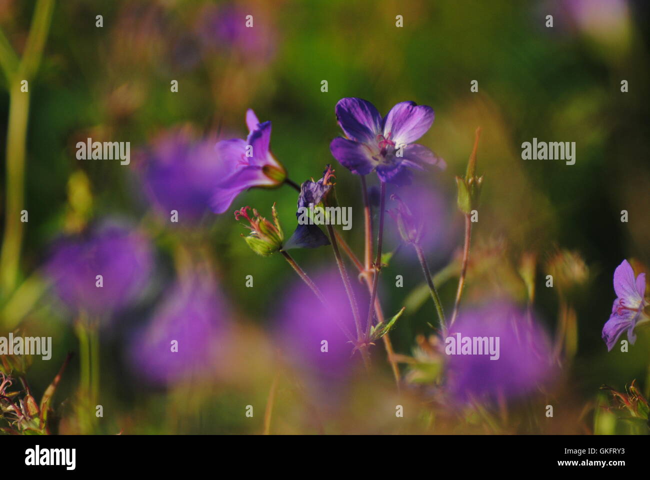Storknebb P N Sommereng Stock Photo Alamy