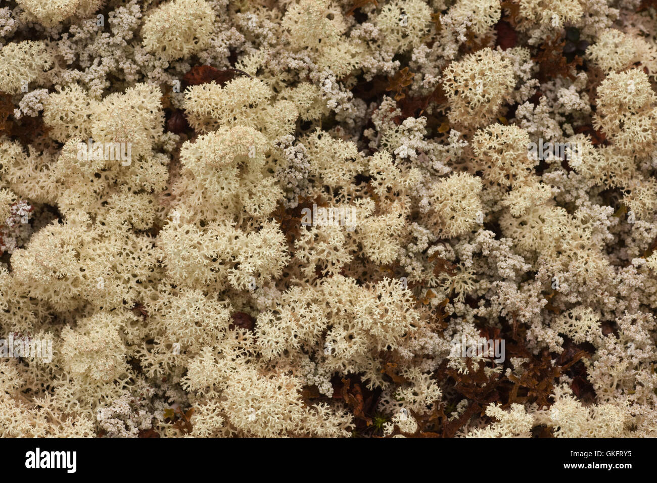 Reindeer Lichens Stock Photo Alamy