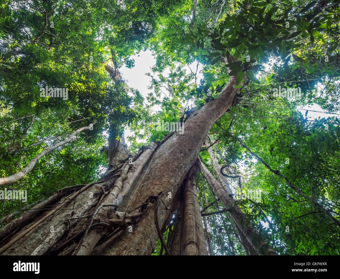 The Giant Rain Tree High Resolution Stock Photography and Images - Alamy