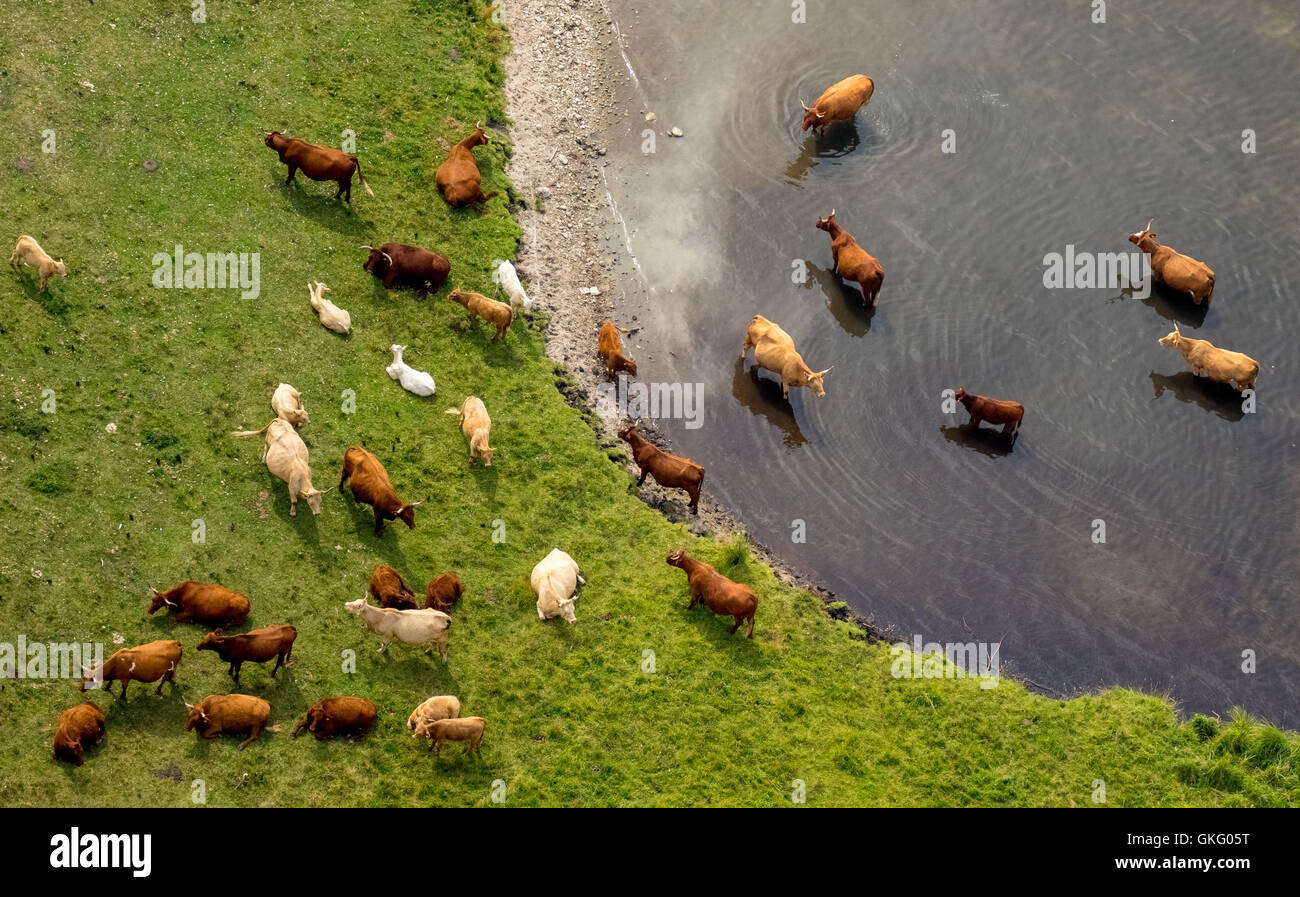 Aerial view, bathing cattle and suckler cow herd, Grosser Schwerin Stone Horn, peninsula in the Müritz nature reserve, Müritz Stock Photo