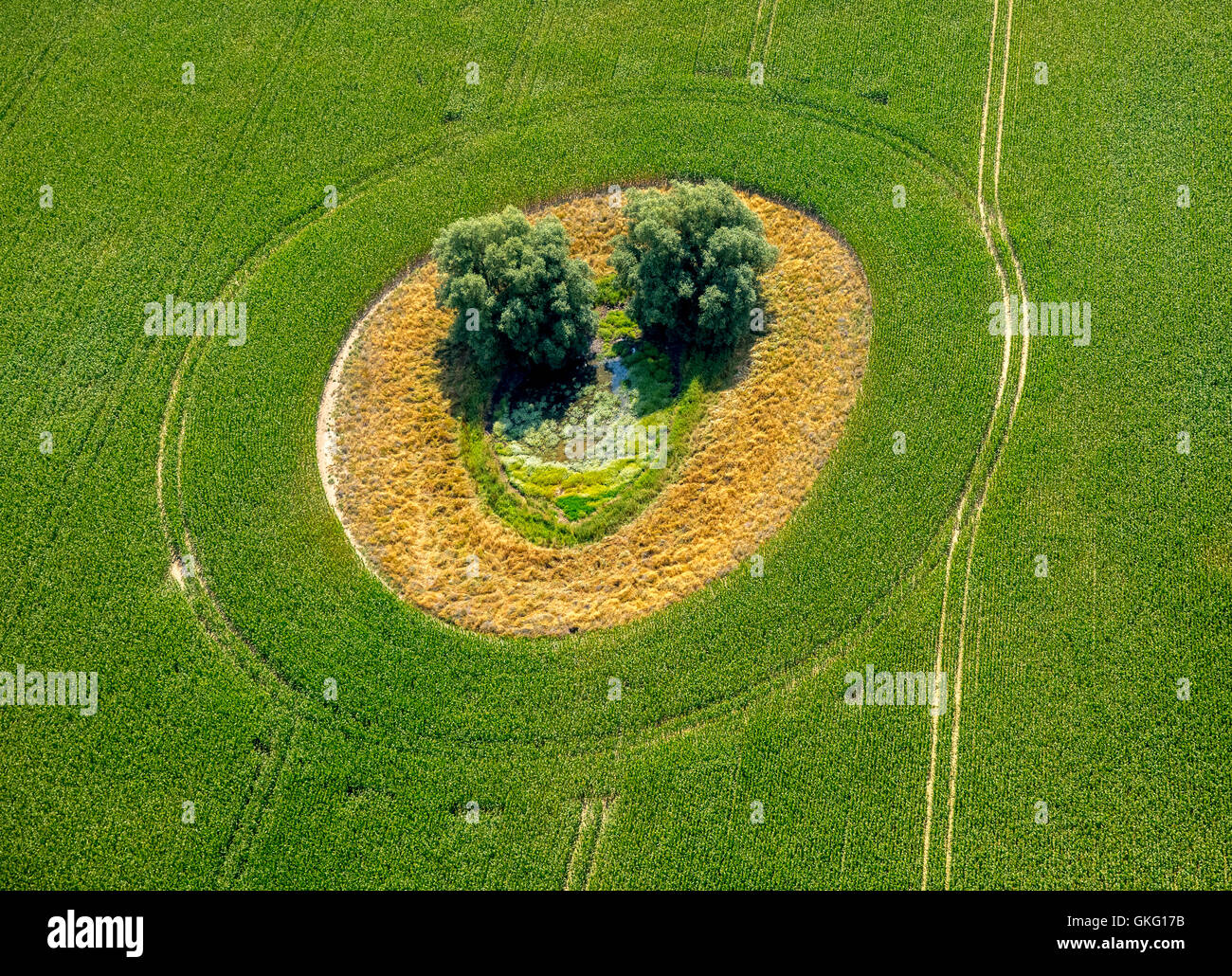 Aerial view, green field with tree island in the shape of a smiley, Duckow, Mecklenburg Lake District, Mecklenburg Switzerland, Stock Photo