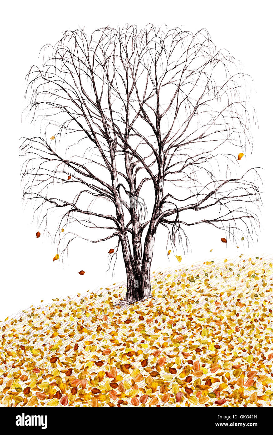 Birch Tree And Fallen Leaves Hand Drawn Illustration Isolated On Stock Photo Alamy
