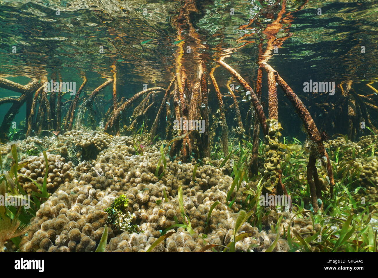 Mangrove roots underwater sea with corals and turtlegrass, Bahamas ...
