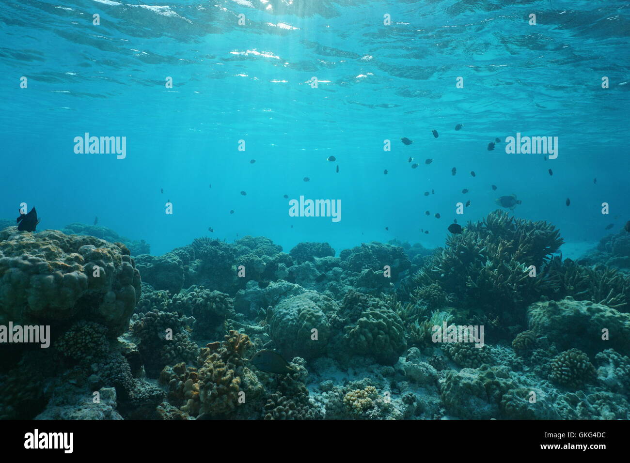 Shallow ocean floor with coral reef and fish, natural scene, Rangiroa lagoon, Pacific ocean, French Polynesia Stock Photo