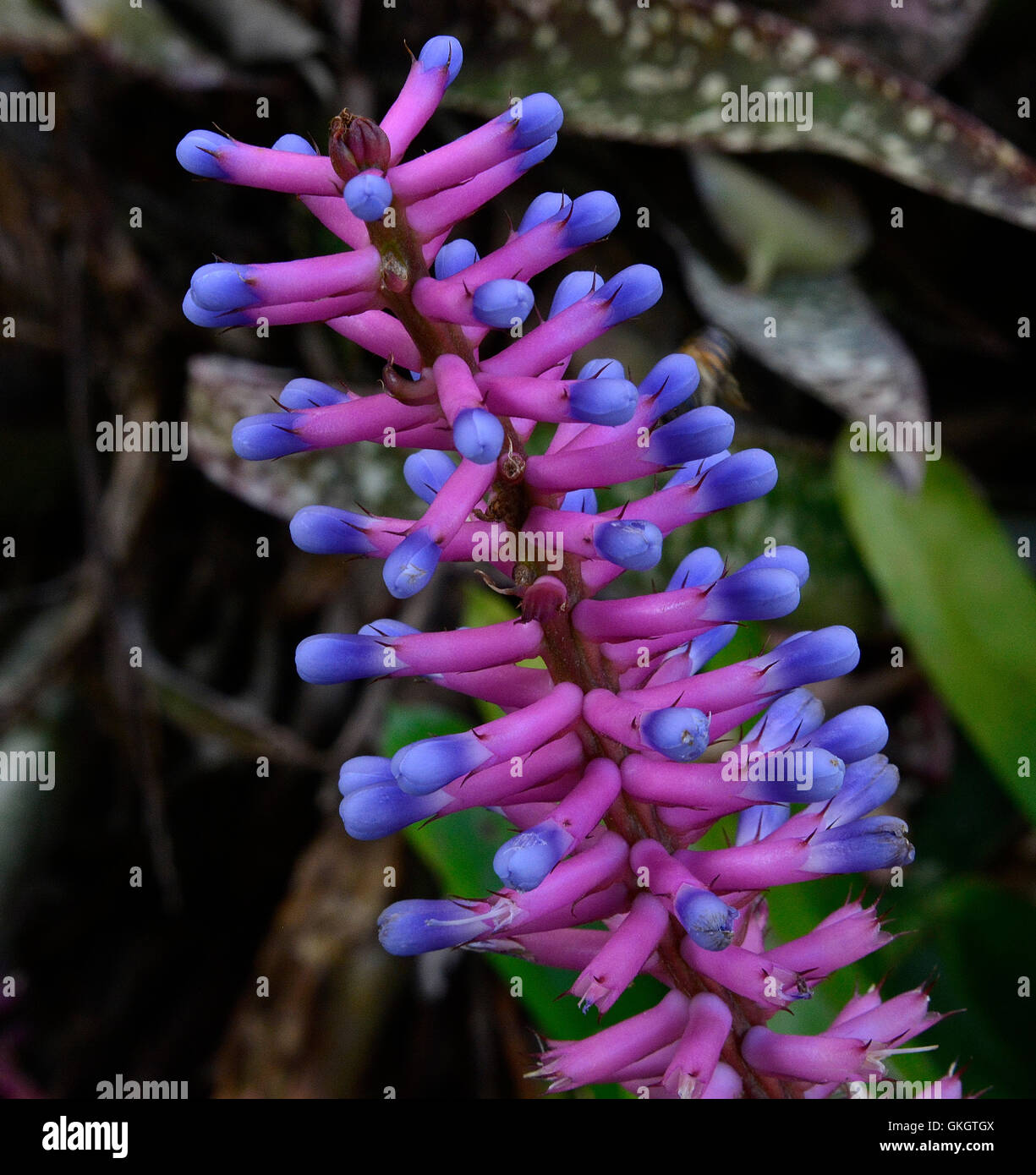 Match Stick Bromelia flower with purple and pink contrasts against a dark green background Stock Photo
