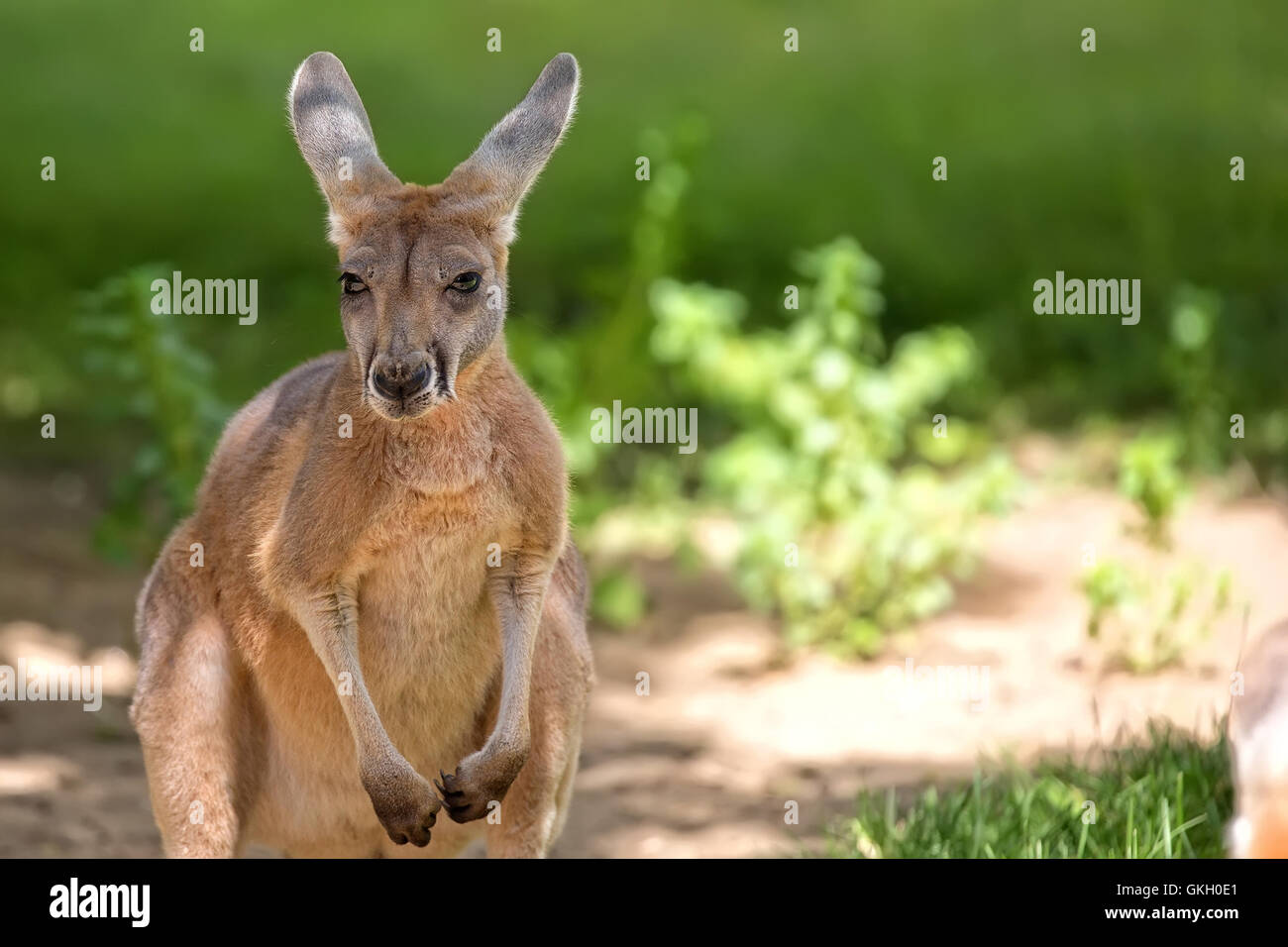 Kangaroo in the wild, a portrait Stock Photo