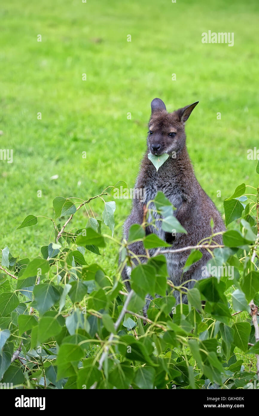 Kangaroo red-necked wallaby in the wild Stock Photo