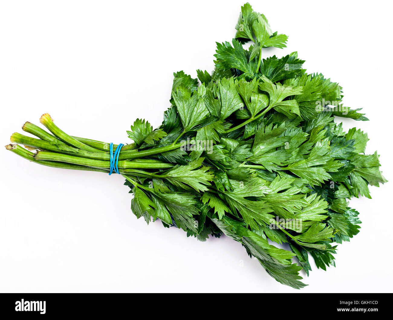 bunch of fresh cut green celery leaves on white background Stock Photo