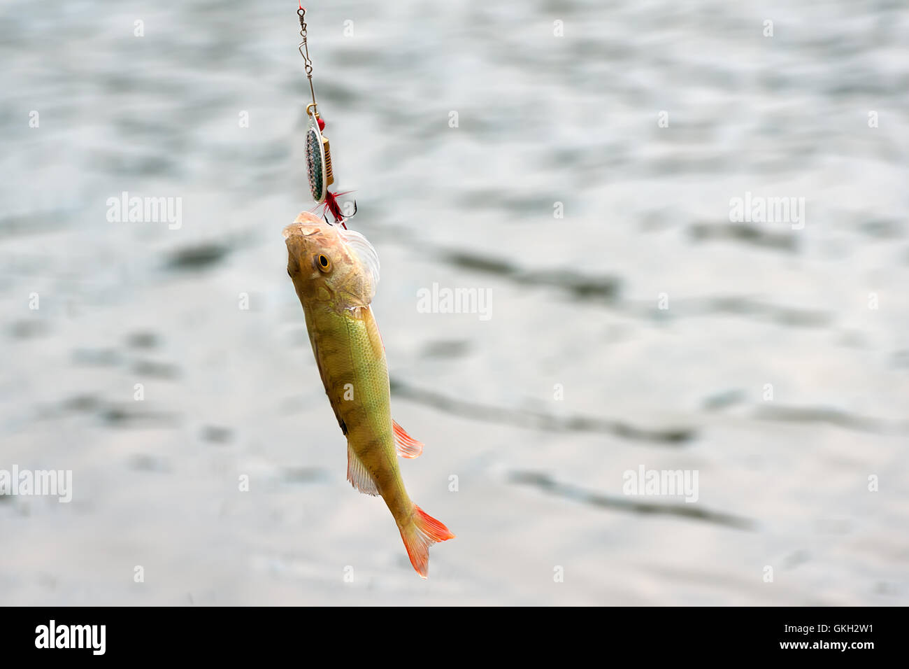 redfin perch perca fluviatilis hooked by a lure during cast fishing Stock Photo
