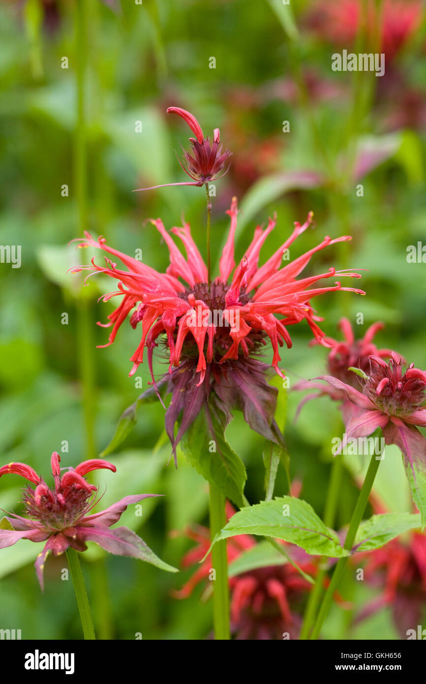 Monarda didyma 'Squaw'. Bergamot flowers. Stock Photo