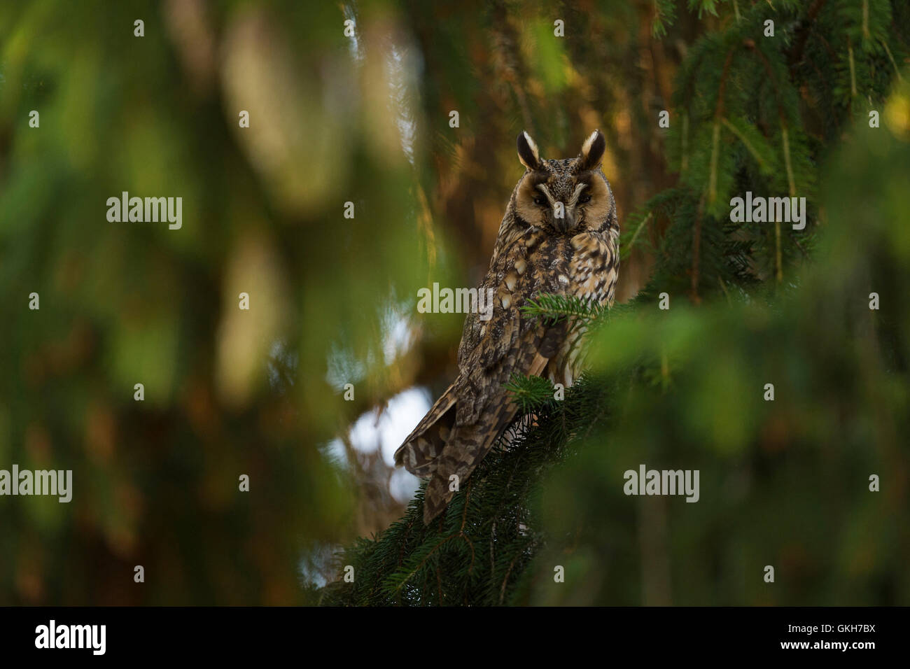 Long-eared Owl / Waldohreule ( Asio otus ), adult, sits well camouflaged between green branches of a conifer. Stock Photo