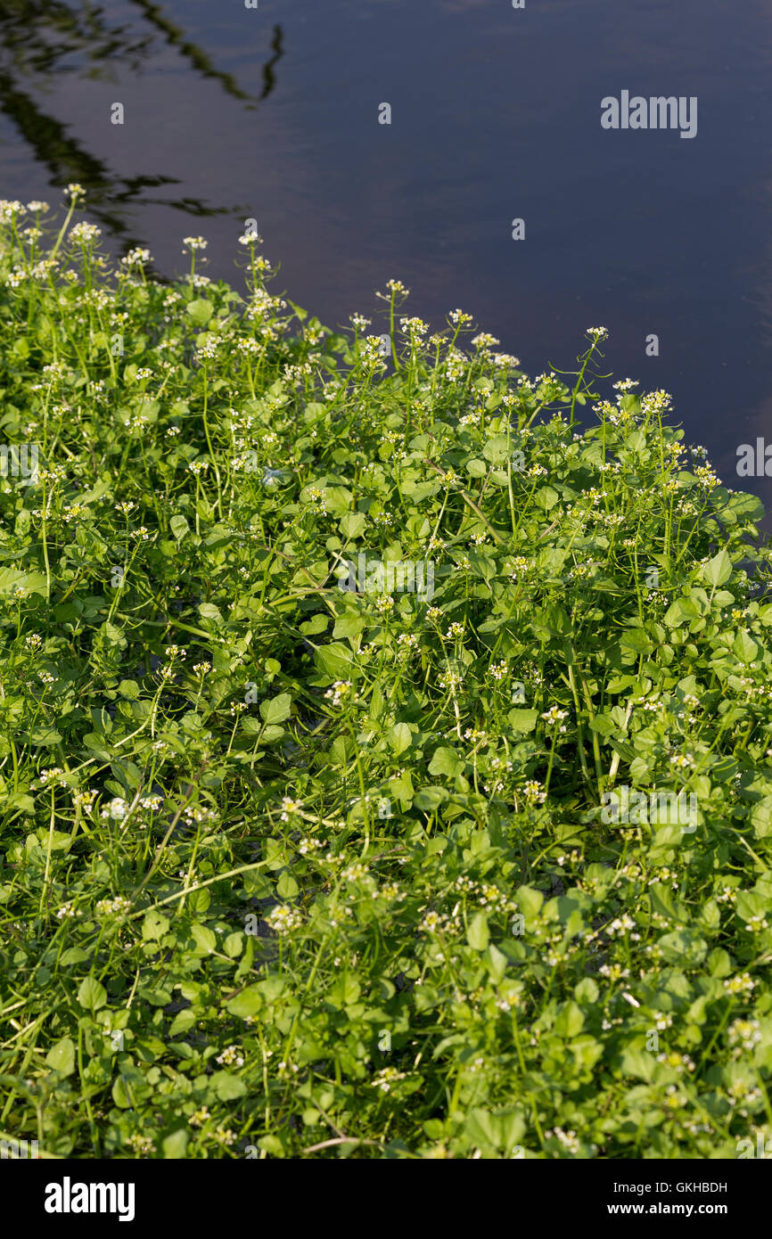 Kleinblättrige Brunnenkresse, Braune Brunnenkresse, Einreihige Brunnenkresse, Nasturtium microphyllum, watercress, One-rowed Wat Stock Photo