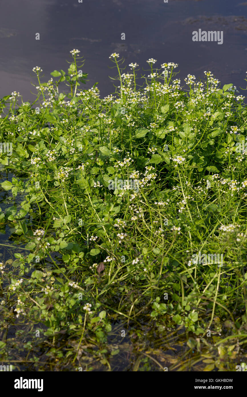 Brunnenkresse pflanzen hires stock photography and images Alamy