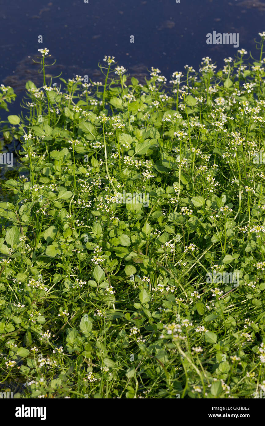 Kleinblättrige Brunnenkresse, Braune Brunnenkresse, Einreihige Brunnenkresse, Nasturtium microphyllum, watercress, One-rowed Wat Stock Photo