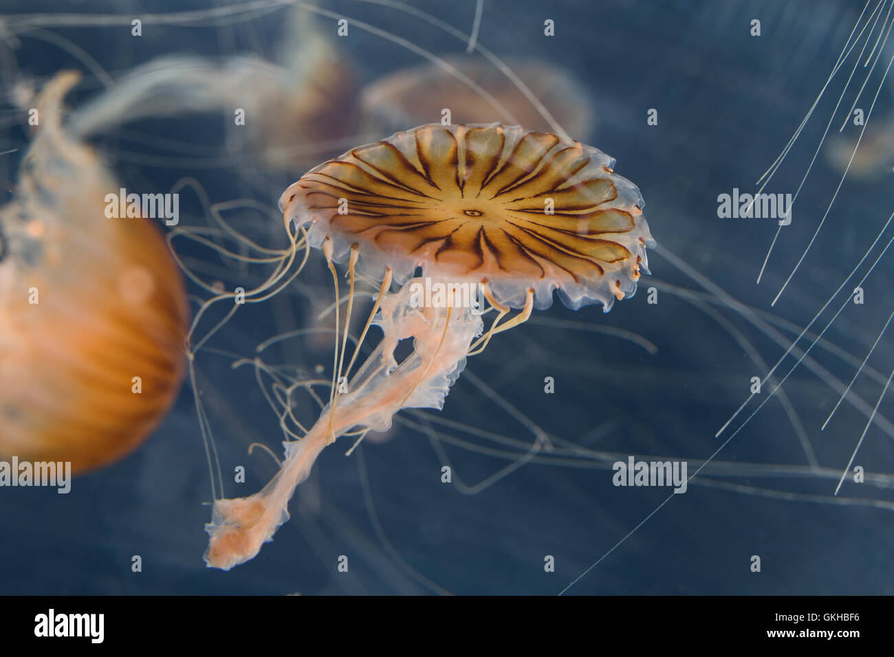 Kompassqualle, Kompass-Qualle, Kompaßqualle, Kompaß-Qualle, Qualle, Quallen, Chrysaora hysoscella, compass jellyfish, Compass-Je Stock Photo