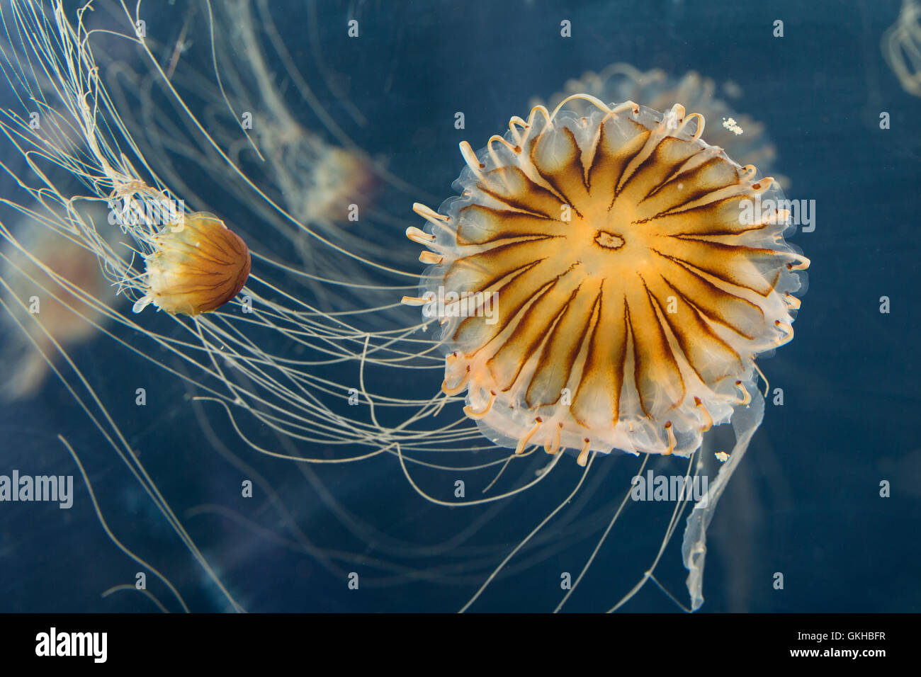 Kompassqualle, Kompass-Qualle, Kompaßqualle, Kompaß-Qualle, Qualle, Quallen, Chrysaora hysoscella, compass jellyfish, Compass-Je Stock Photo