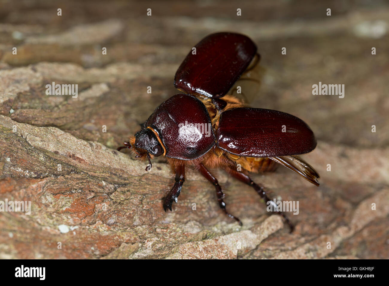 Nashornkäfer, Weibchen, Nashorn-Käfer, Oryctes nasicornis, European rhinoceros beetle, Rhinoceros beetle, female, Le Scarabée rh Stock Photo