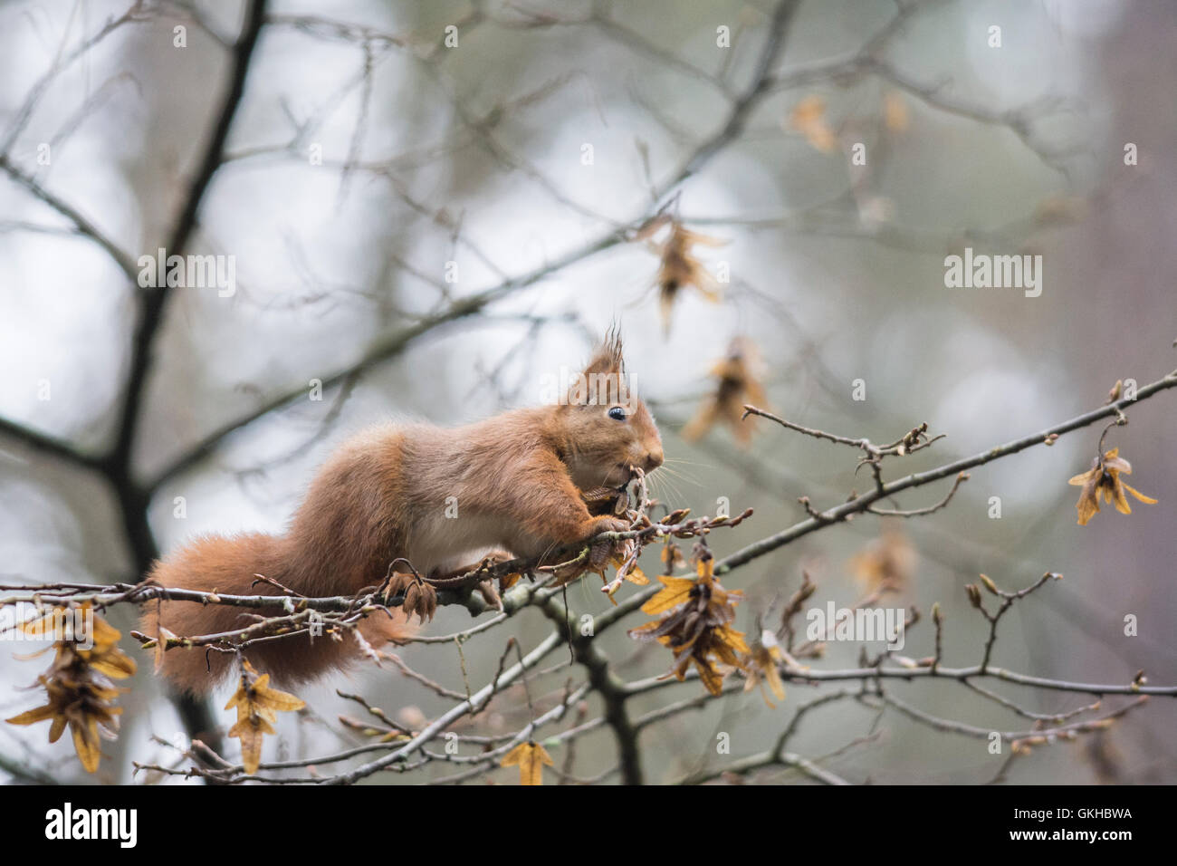 red squirrel Stock Photo