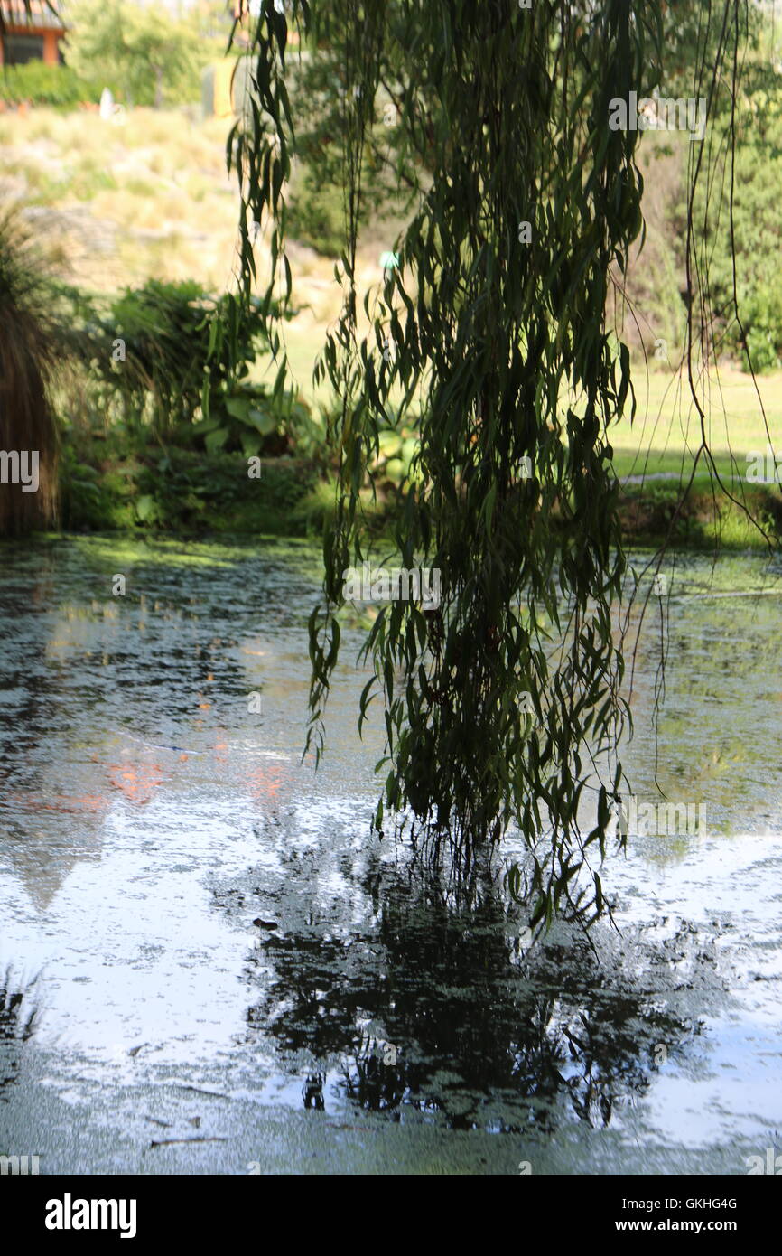 Pond at Pegasus Bay Winery, Waipara, New Zealand Stock Photo