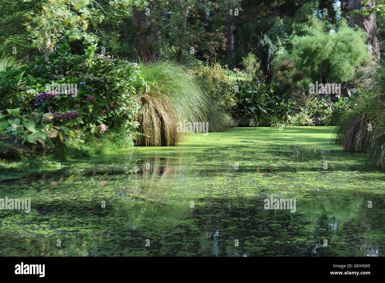 Pond and plants at Pegasus Bay Winery, Waipara, New Zealand Stock Photo Alamy