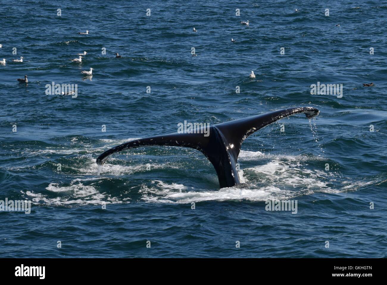 Humpback whale tail birds hi-res stock photography and images - Alamy