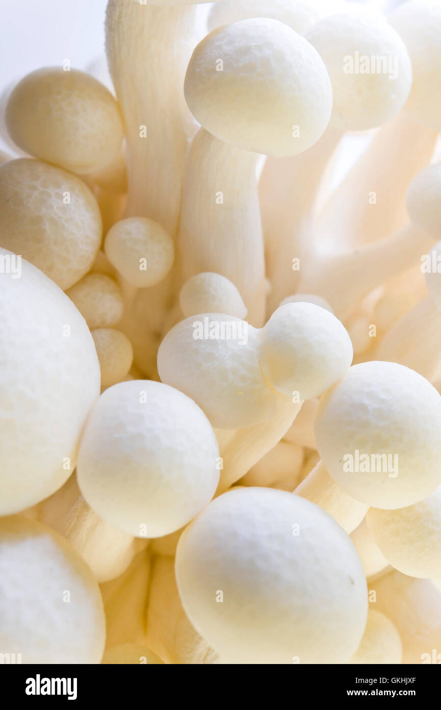White beech Mushroom (White Shimeji) Hypsizygus Marmoreus Stock Photo