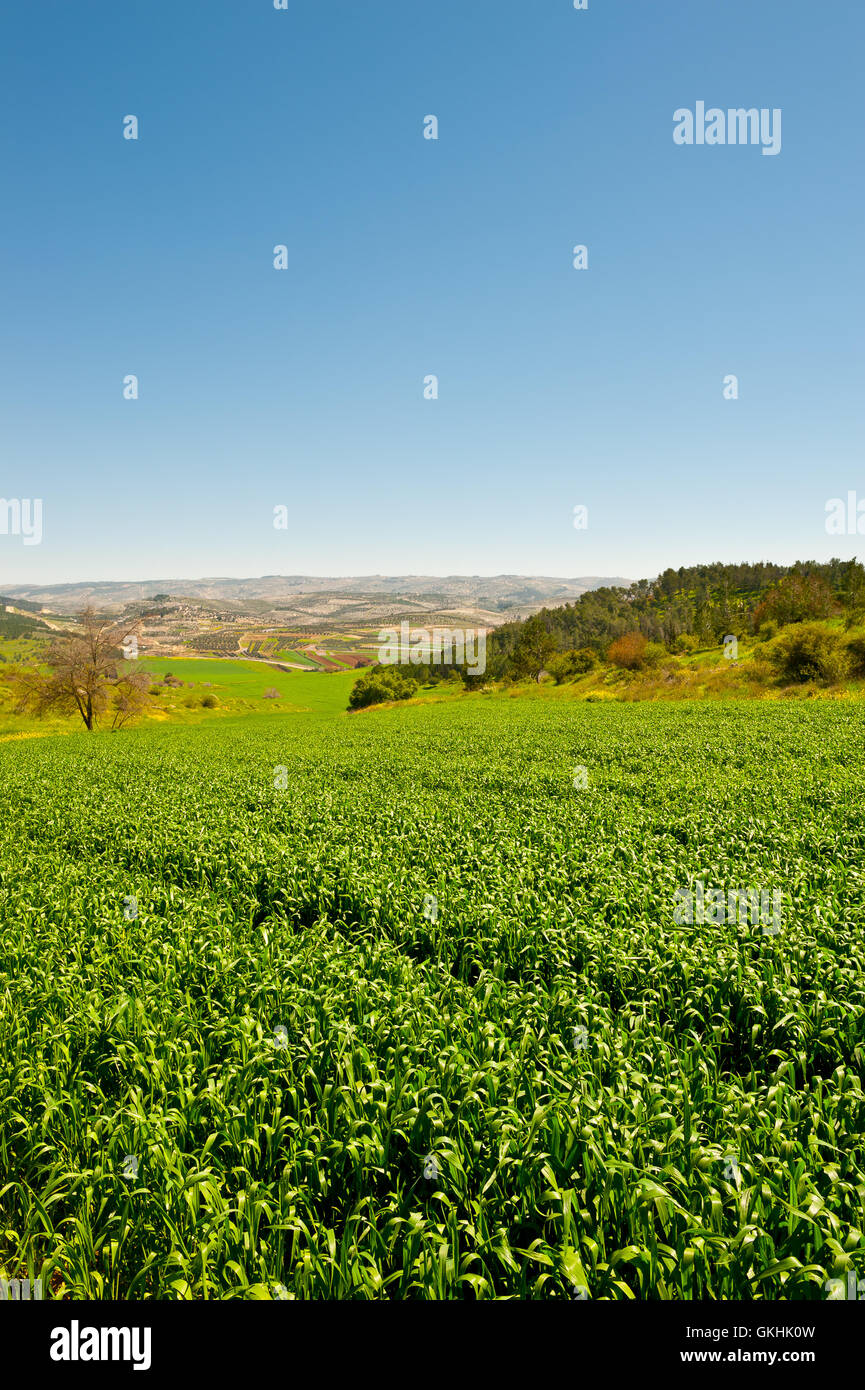 Field in Israel Stock Photo - Alamy