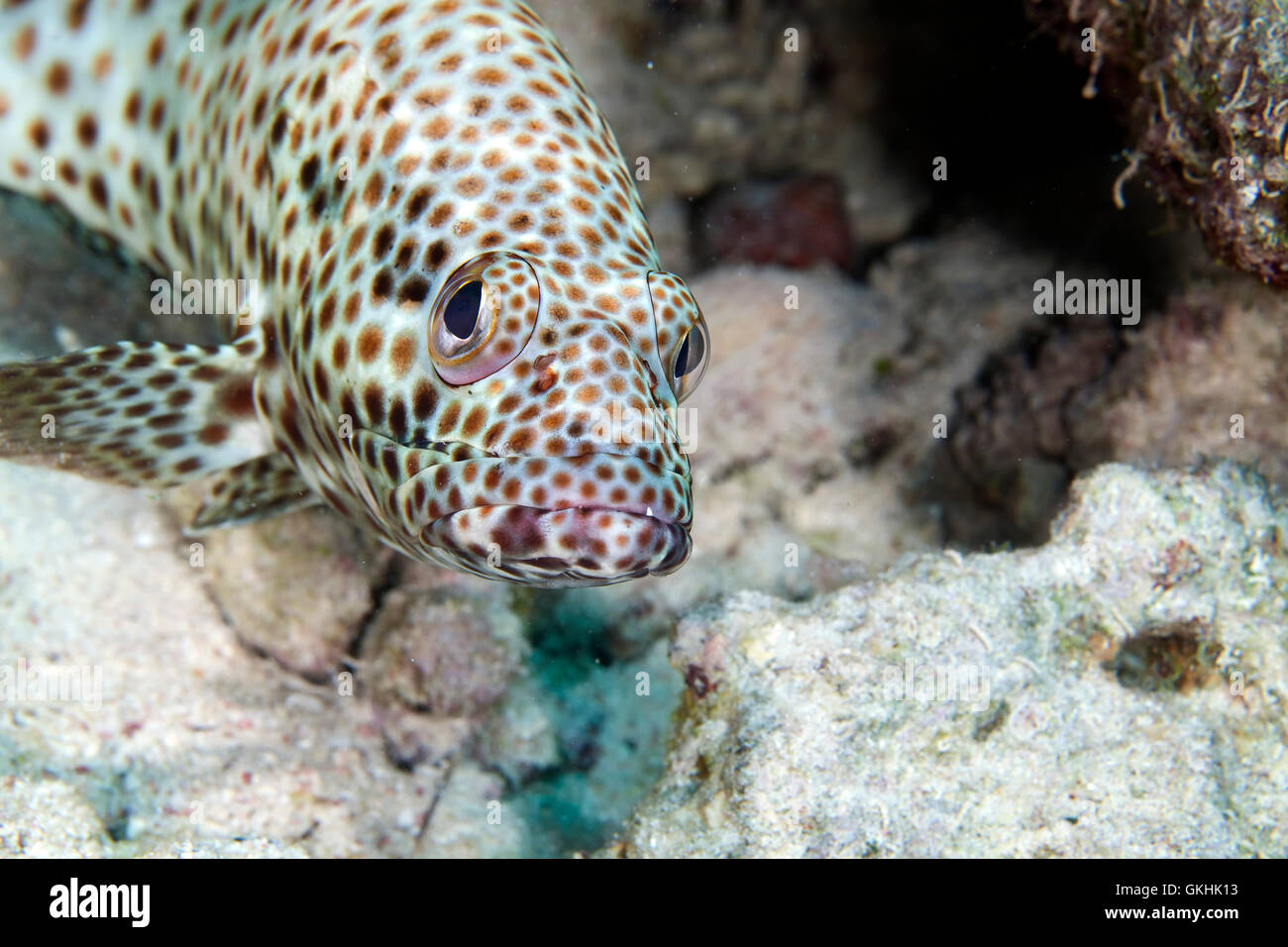 Greasy grouper (ephinephelus tauvina) in the Red Sea Stock Photo Alamy
