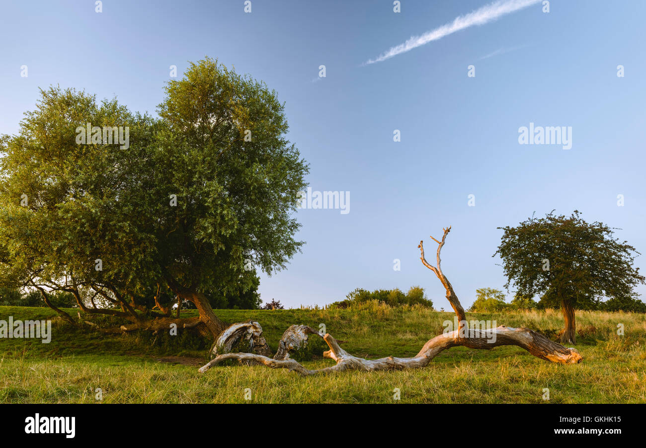 Storm damage with fallen trees along the riverbank of the river Hull photographed following a storm on a bright evening. Stock Photo