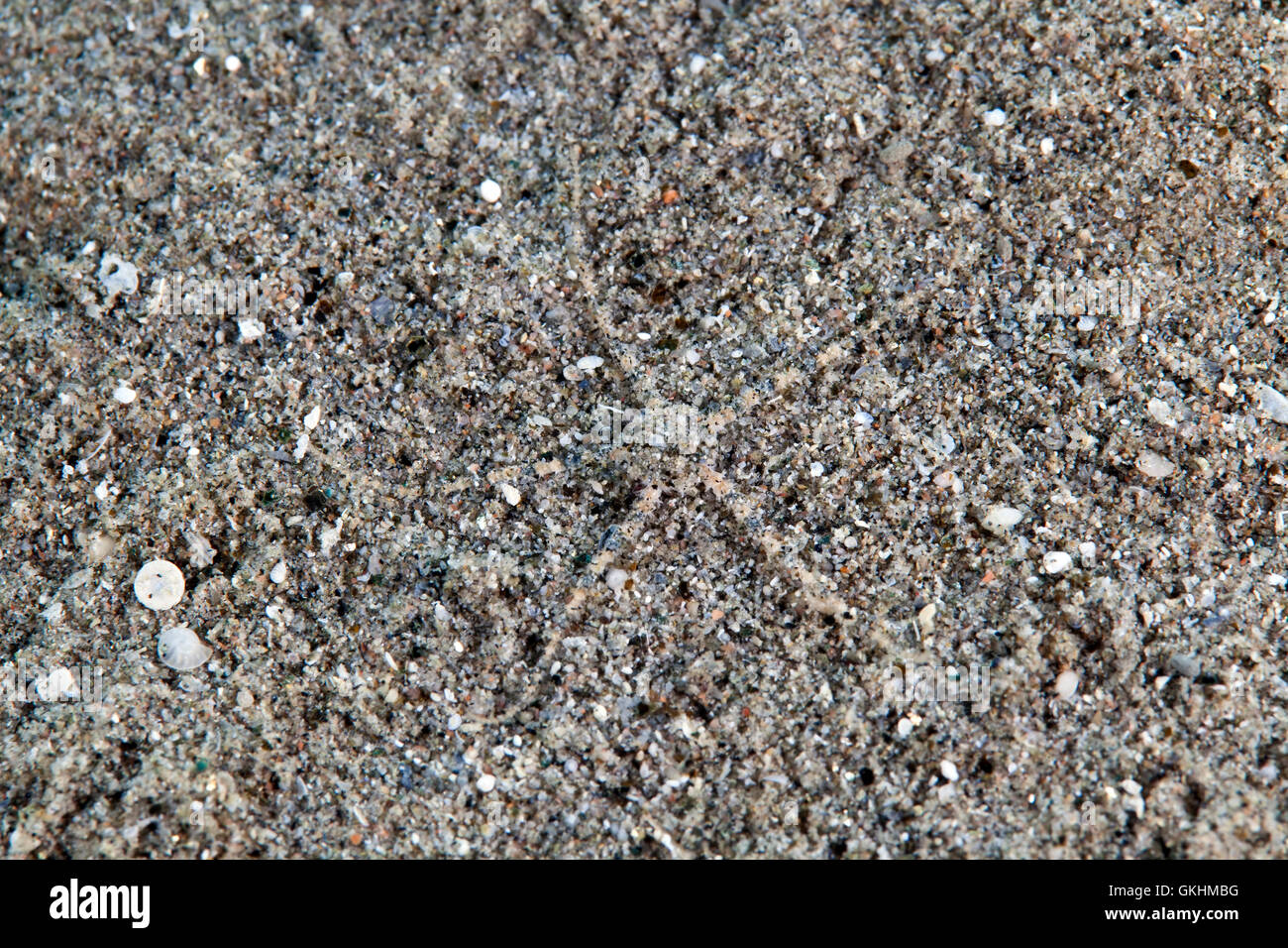 Serpent or brittle star (ophiuroidea gray) Stock Photo